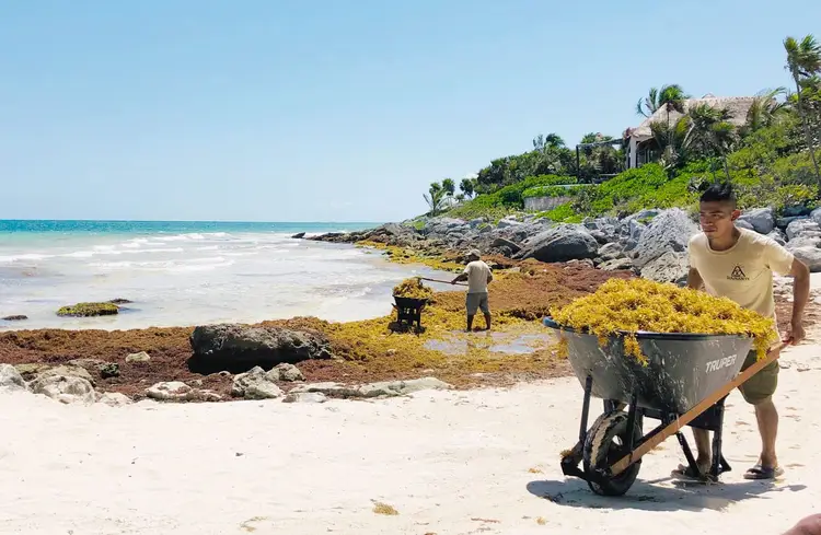 A person pushes a wheelbarrow filled with sargassum seaweed along a sandy beach lined with rocks and vegetation, while others collect seaweed in the shallow wat