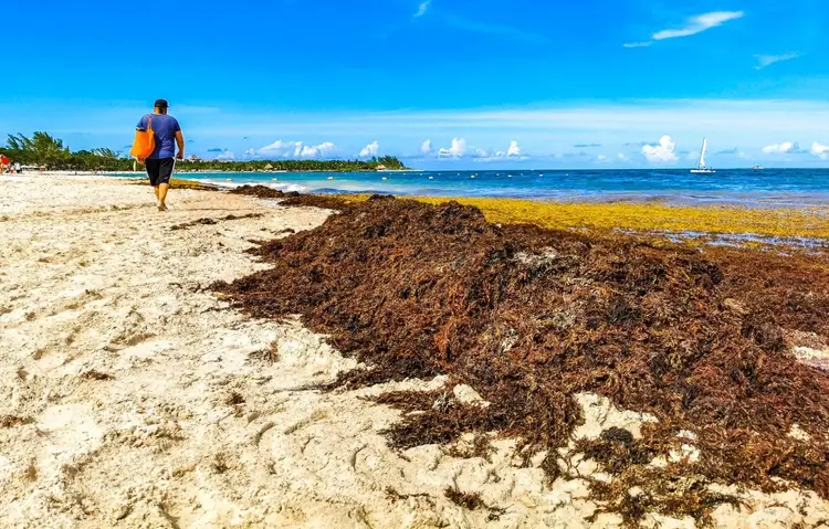 Person jogging on sandy beach past a large accumulation of brown seaweed with sailboat visible on the horizon