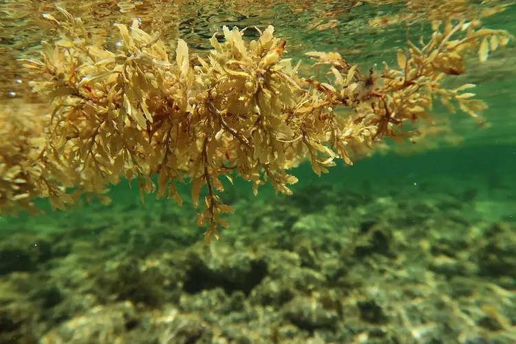 Brown sargassum seaweed floats near the surface of green ocean water with a rocky seafloor visible below