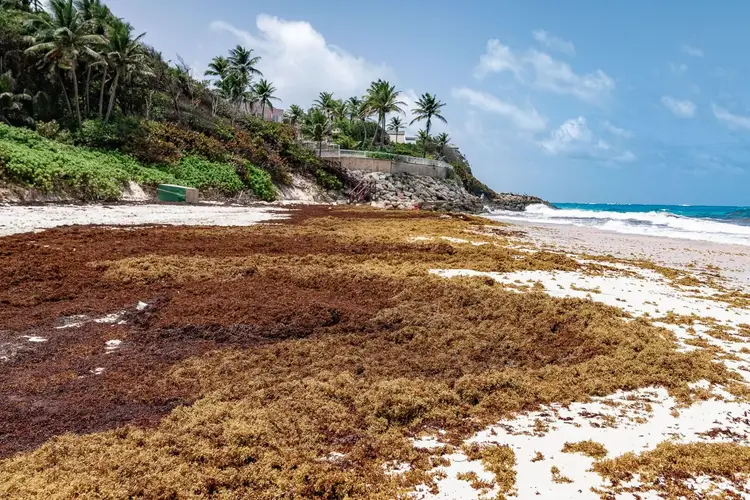 Beach covered in brown sargassum seaweed with palm trees and buildings on a hillside overlooking turquoise water