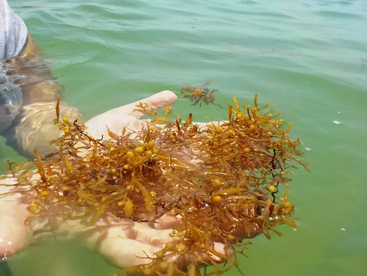 Person's hand holding brown seaweed in shallow turquoise water