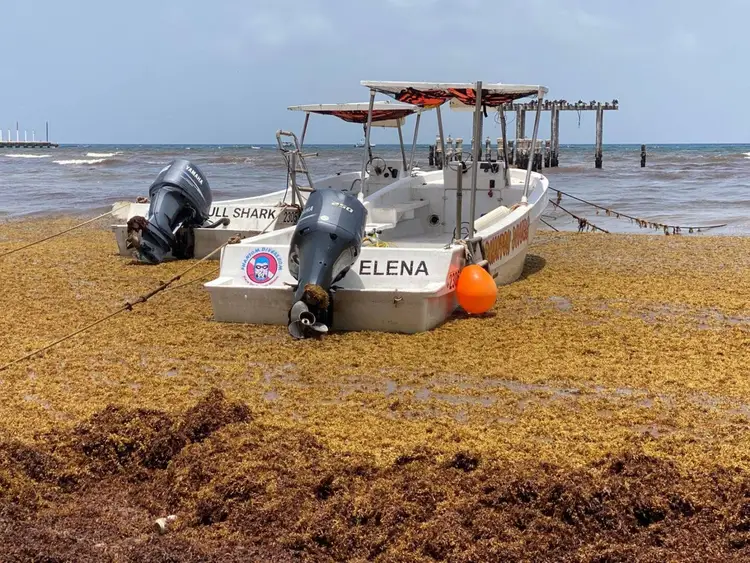 Fishing boats beached on sandy shore covered with seaweed, with calm ocean and sailboats visible in background Reactivated Sargassum Arrival Strikes Quintana Roo Beaches