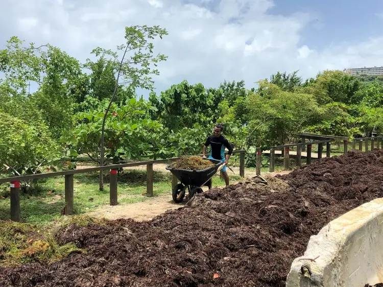 Person pushing a wheelbarrow of compost in a community garden with wooden raised beds and trees in the background Person pushing a wheelbarrow of compost in a community garden with wooden raised beds and trees in the background