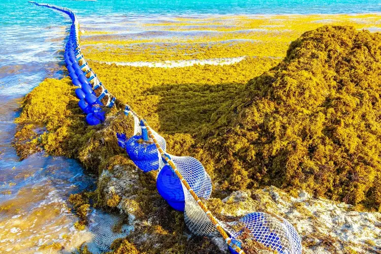 A blue and white rope with buoys extends across seaweed-covered rocks along a turquoise coastline A blue and white rope with buoys extends across seaweed-covered rocks along a turquoise coastline