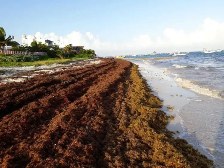 Large piles of brown seaweed line a beach shore where waves lap against the sand, with residential buildings and palm trees visible along the coastline Large piles of brown seaweed line a beach shore where waves lap against the sand, with residential buildings and palm trees visible along the coastline