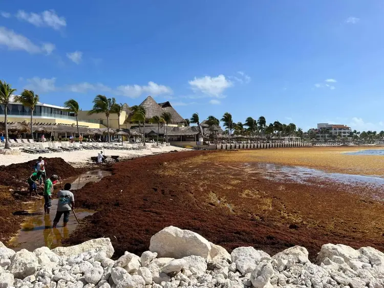 People wading near brown seaweed washed ashore on a beach with resort buildings and palm trees in the background People wading near brown seaweed washed ashore on a beach with resort buildings and palm trees in the background