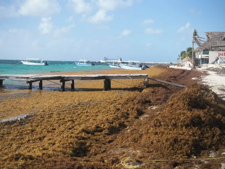 Brown sargassum seaweed piles up on a beach where wooden dock pilings extend into turquoise water with boats anchored offshore Brown sargassum seaweed piles up on a beach where wooden dock pilings extend into turquoise water with boats anchored offshore