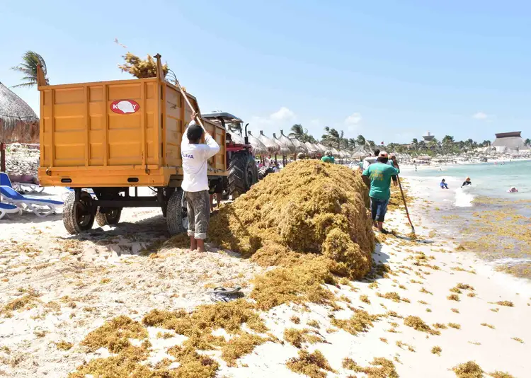 Workers unload seaweed from a truck onto a beach while beachgoers swim in the background Workers unload seaweed from a truck onto a beach while beachgoers swim in the background