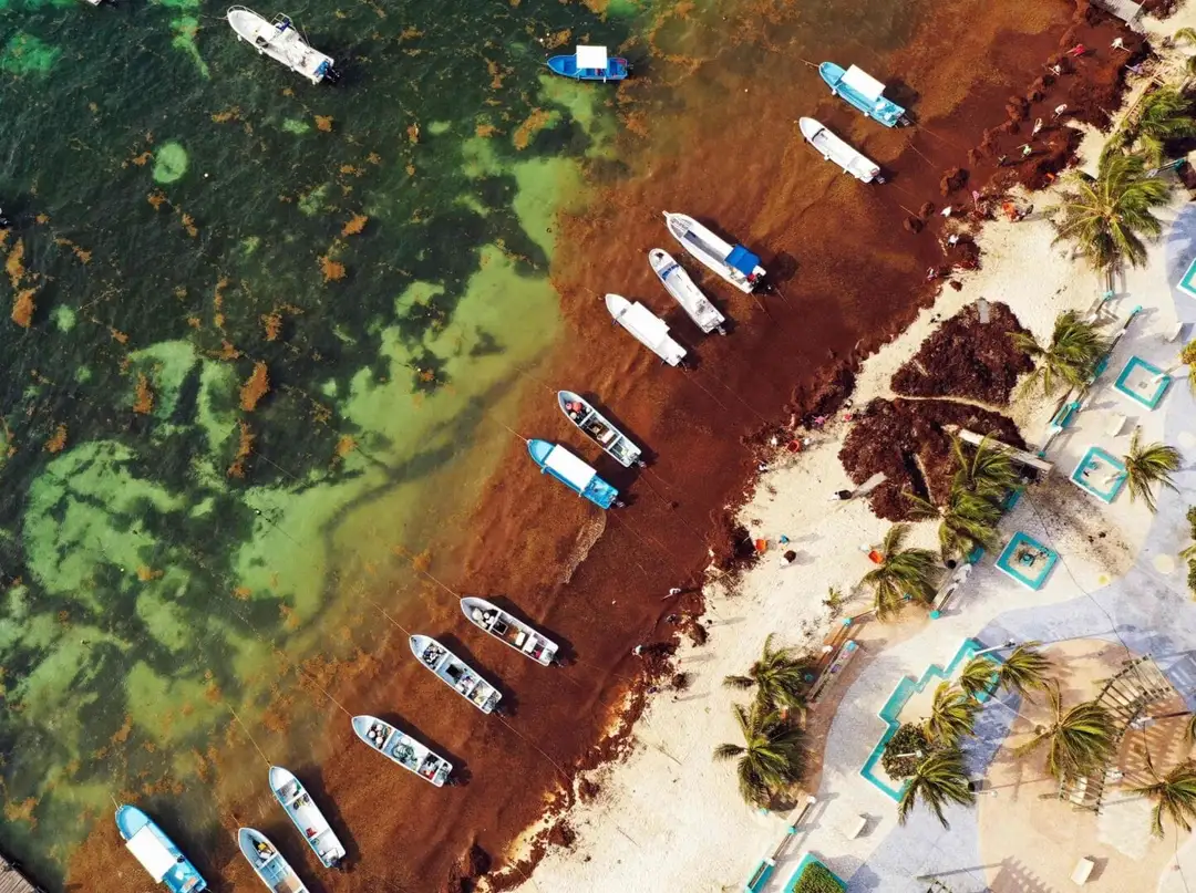 Hotels Push Back Against Sargassum Crisis