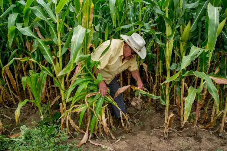 Farmer in a white hat and tan shirt inspects corn stalks in a field Farmer in a white hat and tan shirt inspects corn stalks in a field