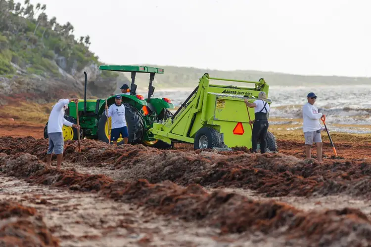 People in white shirts operate heavy machinery on a beach covered in brown seaweed, with a forested cliff and water visible in the background People in white shirts operate heavy machinery on a beach covered in brown seaweed, with a forested cliff and water visible in the background