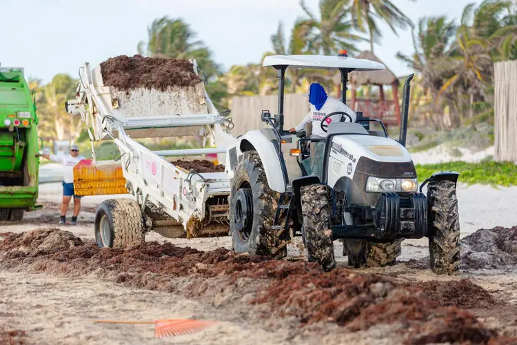 A worker operates a tractor dumping seaweed from a trailer onto a sandy beach with palm trees in the background A worker operates a tractor dumping seaweed from a trailer onto a sandy beach with palm trees in the background