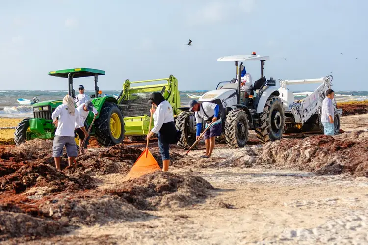 Workers and heavy machinery clear piles of seaweed from a beach shore Workers and heavy machinery clear piles of seaweed from a beach shore