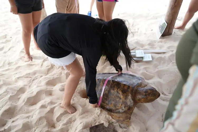 A woman bends over to examine a sea turtle on the sand while others stand nearby watching