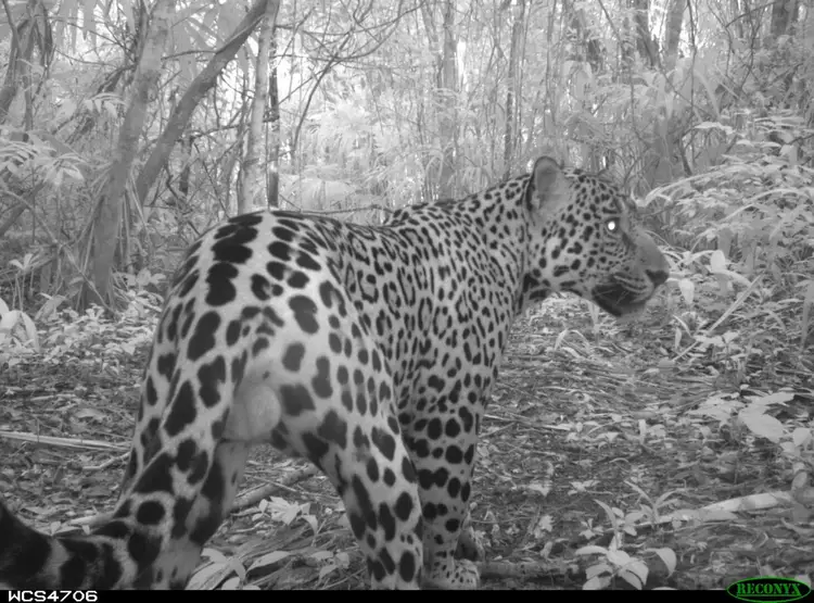 Spotted leopard walking through dense forest vegetation, captured on trail camera in black and white