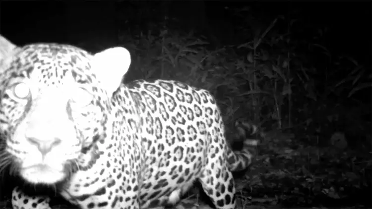 Leopard walking through vegetation at night, captured by wildlife camera