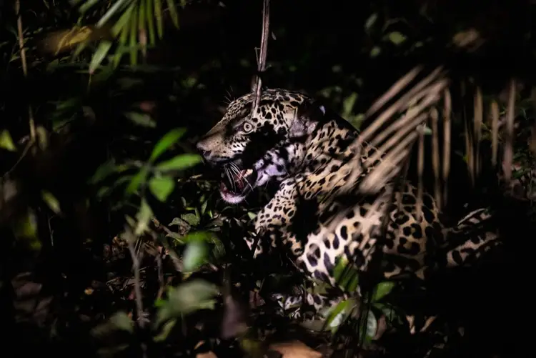 Spotted jaguar with open mouth surrounded by dense tropical vegetation at night