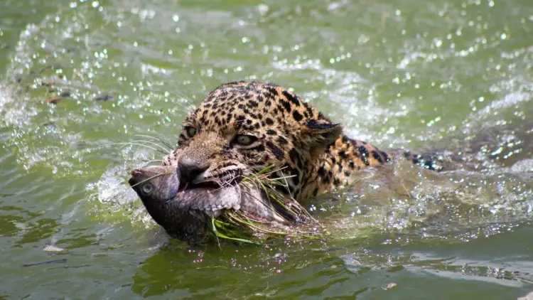 Jaguar swimming through water with grass in its mouth