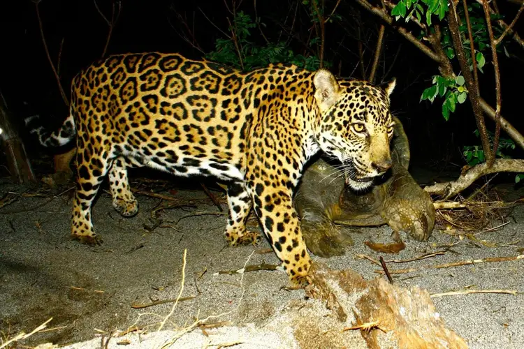 Jaguar walking across rocky ground at night among sparse vegetation and branches
