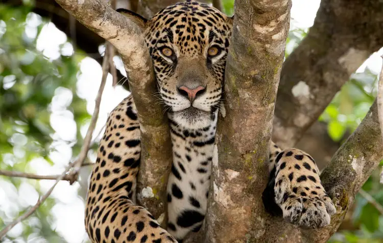 Leopard rests in the fork of a tree branch, looking toward the camera with green foliage visible in the background