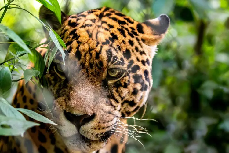 Jaguar with spotted coat reaching up to eat green leaves in dense vegetation