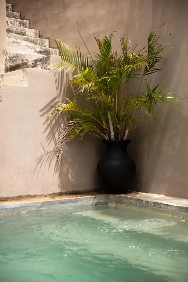 Palm plant in black vase next to a pool in a corner courtyard with stone steps and tan walls Palm plant in black vase next to a pool in a corner courtyard with stone steps and tan walls