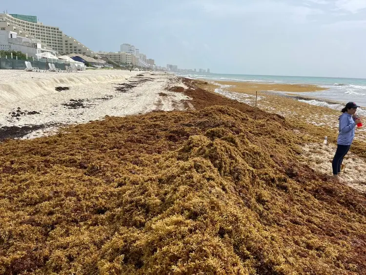 Person standing on a beach covered with large mats of brown seaweed, with hotels lining the shore in the distance