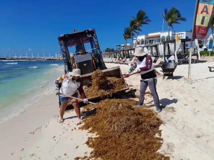 Workers use a tractor to remove sargassum seaweed from a beach lined with palm trees and waterfront buildings