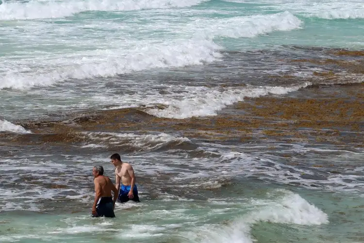 Two people wade in the ocean amid brown seaweed and breaking waves on a beach