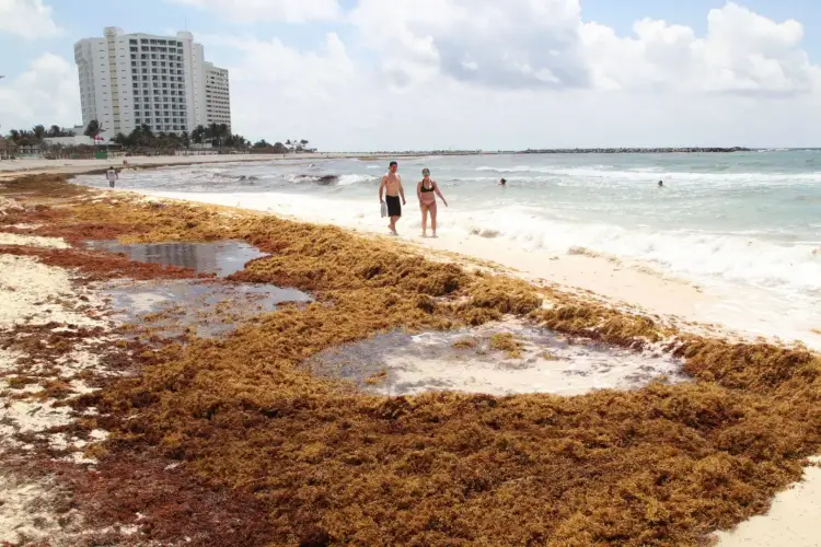 Beachgoers wade in the ocean near large piles of brown seaweed washed ashore, with high-rise hotels visible along the coastline