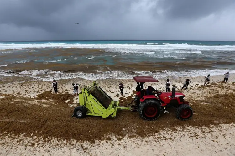 A red tractor pulls a yellow cart loaded with seaweed as workers gather on a beach covered in brown sargassum algae