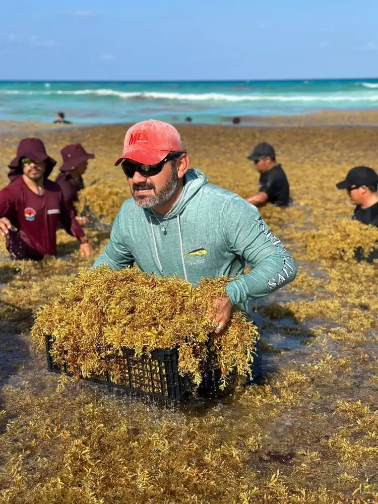 Man in a red cap and sunglasses holds a crate of seaweed in shallow ocean water while others collect seaweed on a beach