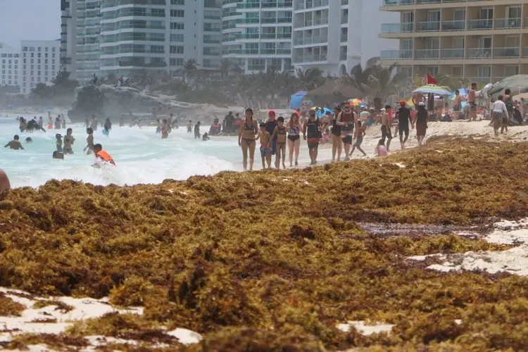 Large mats of brown seaweed cover the beach foreground while beachgoers swim and stand in the water near high-rise hotels
