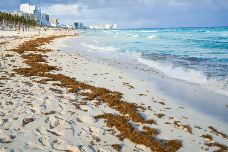 Brown seaweed lines a sandy beach with waves rolling in and high-rise hotels visible along the shoreline