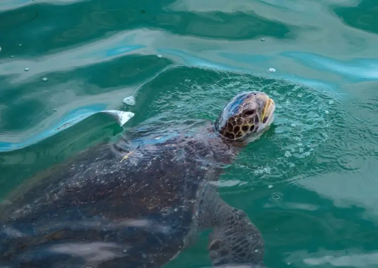 Sea turtle surfaces in turquoise water, its head and flippers visible above the rippling waves Sea turtle surfaces in turquoise water, its head and flippers visible above the rippling waves