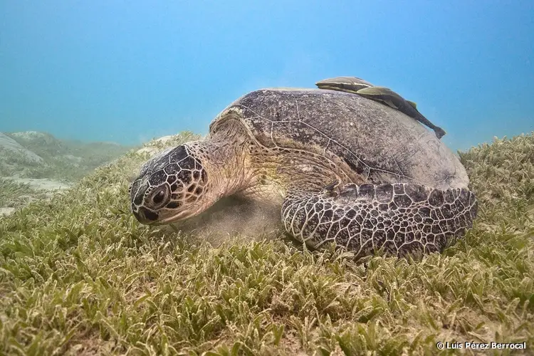 Sea turtle resting on seagrass in shallow coastal waters under clear blue sky Sea turtle resting on seagrass in shallow coastal waters under clear blue sky