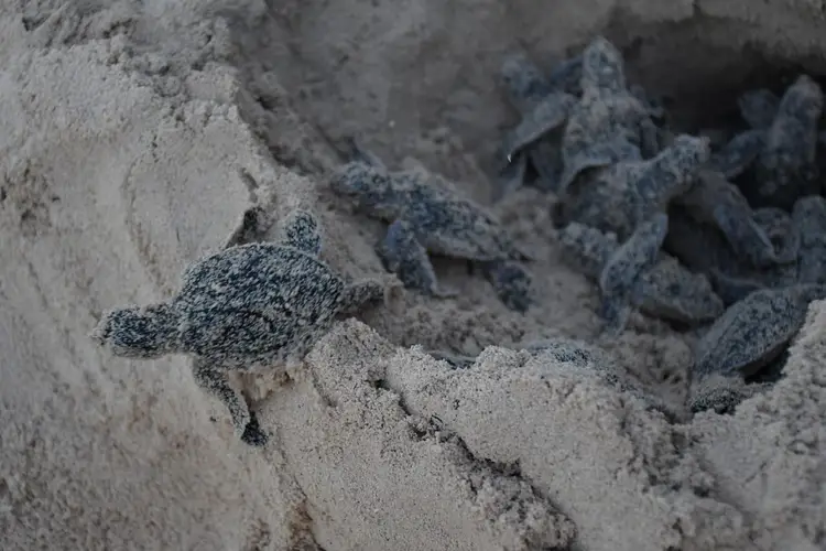 Sea turtle hatchlings crawl across sand toward the ocean Sea turtle hatchlings crawl across sand toward the ocean