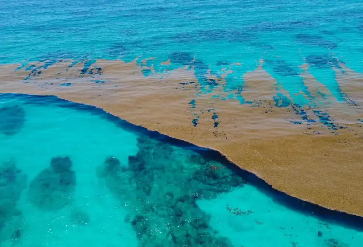Aerial view of turquoise water and sandy seafloor with dark seaweed scattered across the shallow bottom Aerial view of turquoise water and sandy seafloor with dark seaweed scattered across the shallow bottom