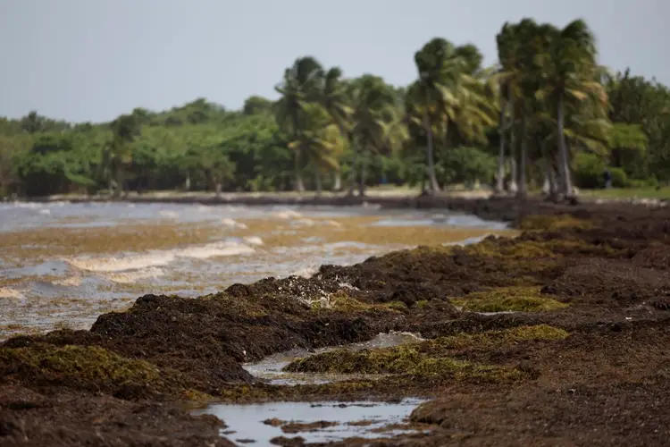 Seaweed-covered mudflats in the foreground with shallow pools, palm trees lining the shore in the background Seaweed-covered mudflats in the foreground with shallow pools, palm trees lining the shore in the background