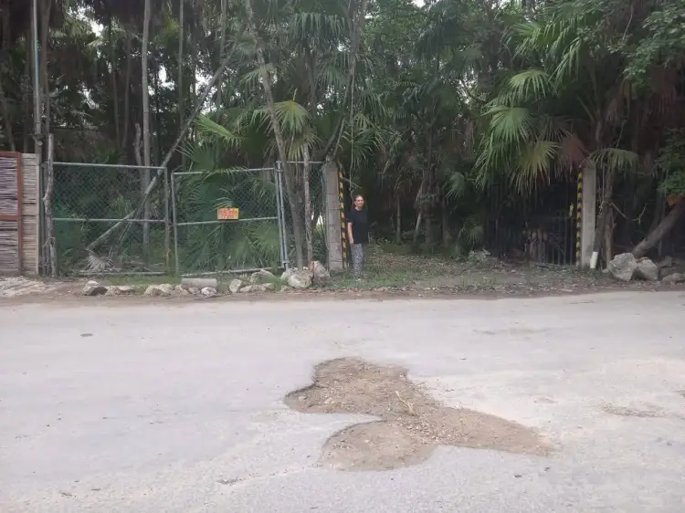 A metal gate blocks a dirt driveway lined with tall palms and tropical vegetation