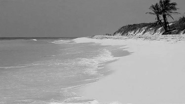 Palm tree stands on eroded beach beside calm gulf waters in black and white photograph Palm tree stands on eroded beach beside calm gulf waters in black and white photograph