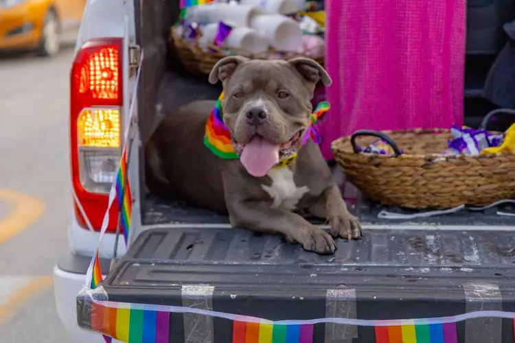 Gray pit bull wearing rainbow collar sits in truck bed decorated with pride flags and rainbow garland Gray pit bull wearing rainbow collar sits in truck bed decorated with pride flags and rainbow garland