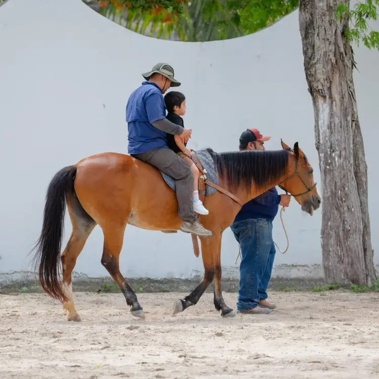An adult and child ride a brown horse while a handler holds its lead in a sandy area near a white wall and tree An adult and child ride a brown horse while a handler holds its lead in a sandy area near a white wall and tree