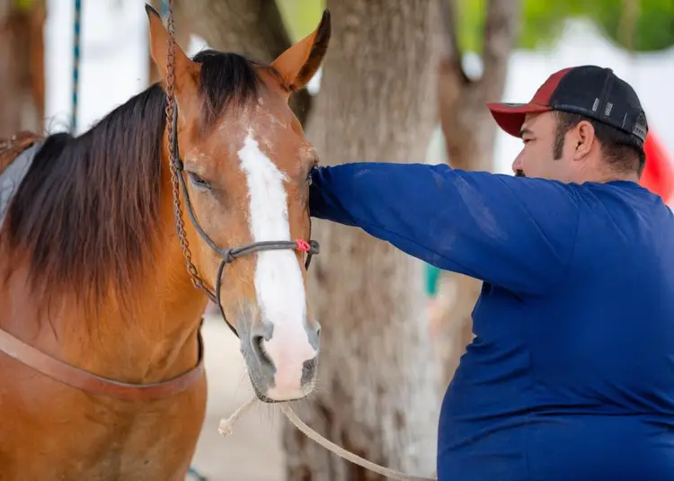 A man in a blue jacket and cap pets a brown horse with a white blaze while holding its lead rope near trees A man in a blue jacket and cap pets a brown horse with a white blaze while holding its lead rope near trees