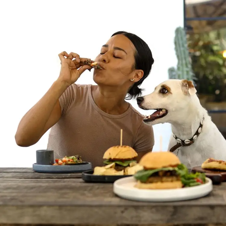 Woman eating a burger at a table while a white dog with a chain collar sits beside her watching the food Woman eating a burger at a table while a white dog with a chain collar sits beside her watching the food