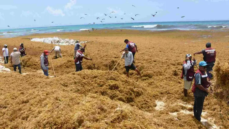 A group of people clear sargassum seaweed from a beach while waves and birds are visible in the background