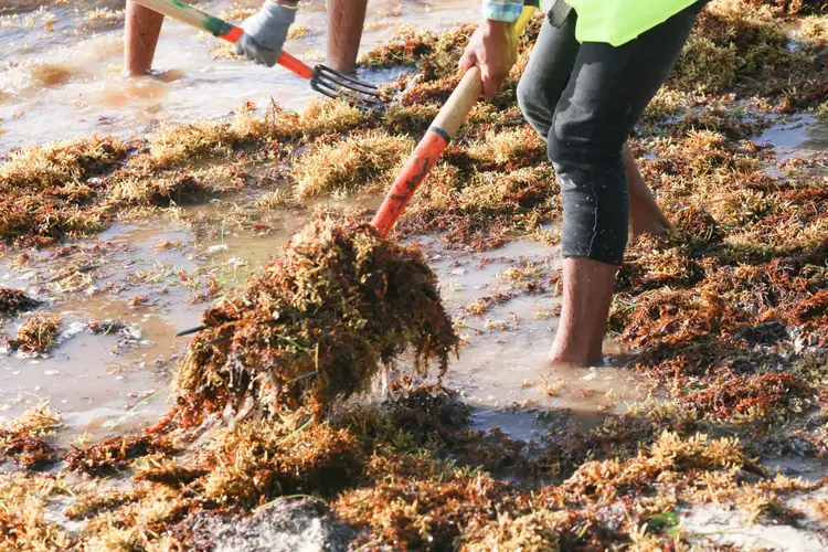 Workers with rakes and tools clear large clumps of sargassum seaweed from a shallow beach area