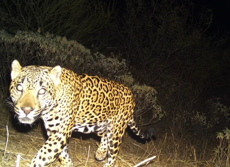 Jaguar with spotted coat walking through brushy vegetation at night