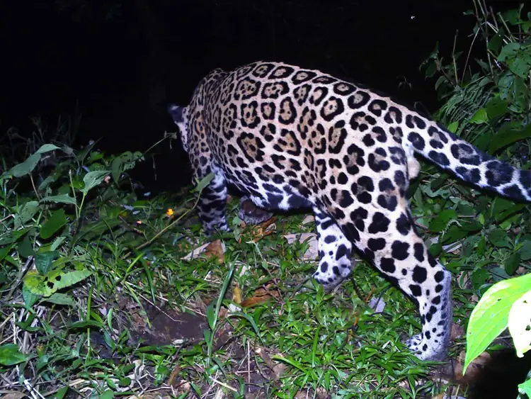 Spotted jaguar walking through dense vegetation at night