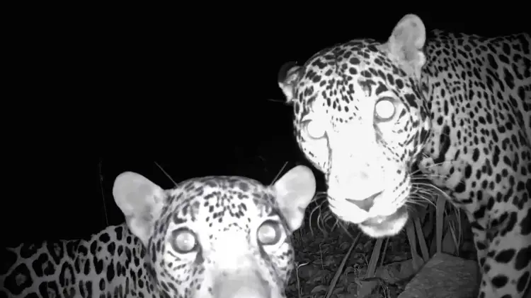 Two jaguars face the camera at night in a black and white wildlife photograph